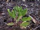 _esc_nsw_gov_au_Weeds_Images_shrubs_Chrysanthemoides_monilifera_monil_seedling.jpg