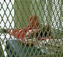 _amnesty_org_images_resources_usa_guantanamo_prisoner_cell200x180.jpg